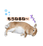 うさぎーず☆2（個別スタンプ：14）