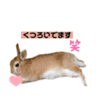 うさぎーず☆2（個別スタンプ：16）