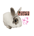 うさぎーず☆2（個別スタンプ：17）