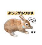 うさぎーず☆2（個別スタンプ：20）