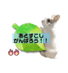 うさぎーず☆2（個別スタンプ：31）