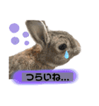うさぎーず☆2（個別スタンプ：34）