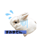 うさぎーず☆2（個別スタンプ：40）