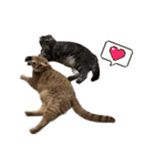 ふたりのねこすたんぷ2（個別スタンプ：2）
