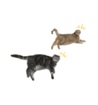 ふたりのねこすたんぷ2（個別スタンプ：3）