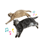 ふたりのねこすたんぷ2（個別スタンプ：6）