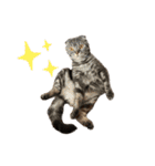 ふたりのねこすたんぷ2（個別スタンプ：7）
