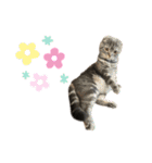 ふたりのねこすたんぷ2（個別スタンプ：10）