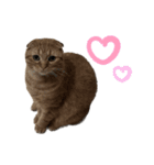 ふたりのねこすたんぷ2（個別スタンプ：12）