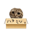 ふたりのねこすたんぷ2（個別スタンプ：13）