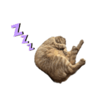 ふたりのねこすたんぷ2（個別スタンプ：14）