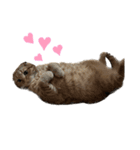 ふたりのねこすたんぷ2（個別スタンプ：15）