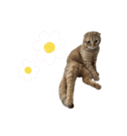 ふたりのねこすたんぷ2（個別スタンプ：16）