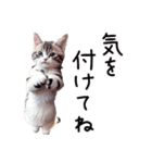 猫達の普段使い（個別スタンプ：16）