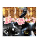 飛び出す黒猫ハルとロビン[ダジャレ3]（個別スタンプ：5）