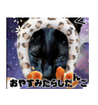 飛び出す黒猫ハルとロビン[ダジャレ3]（個別スタンプ：24）