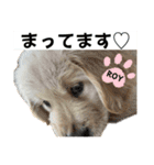 ロイ君スタンプ①（個別スタンプ：2）