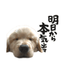 ロイ君スタンプ①（個別スタンプ：3）