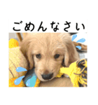ロイ君スタンプ①（個別スタンプ：5）