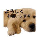 ロイ君スタンプ①（個別スタンプ：6）