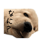 ロイ君スタンプ①（個別スタンプ：9）