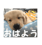 ロイ君スタンプ①（個別スタンプ：12）