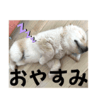 ロイ君スタンプ①（個別スタンプ：13）