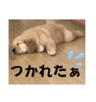 ロイ君スタンプ①（個別スタンプ：15）