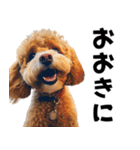 THE DOG（関西弁）（個別スタンプ：1）