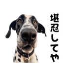 THE DOG（関西弁）（個別スタンプ：3）