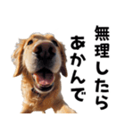 THE DOG（関西弁）（個別スタンプ：4）