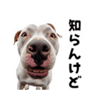 THE DOG（関西弁）（個別スタンプ：5）