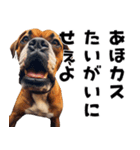 THE DOG（関西弁）（個別スタンプ：9）