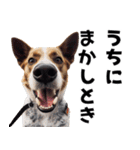 THE DOG（関西弁）（個別スタンプ：11）