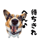 THE DOG（関西弁）（個別スタンプ：12）