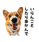 THE DOG（関西弁）（個別スタンプ：13）