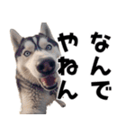 THE DOG（関西弁）（個別スタンプ：16）