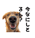 THE DOG（関西弁）（個別スタンプ：17）