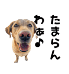 THE DOG（関西弁）（個別スタンプ：18）