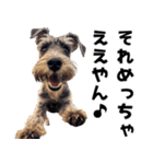 THE DOG（関西弁）（個別スタンプ：19）