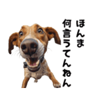 THE DOG（関西弁）（個別スタンプ：23）