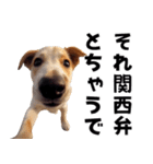 THE DOG（関西弁）（個別スタンプ：24）