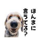 THE DOG（関西弁）（個別スタンプ：25）