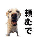 THE DOG（関西弁）（個別スタンプ：27）