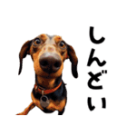 THE DOG（関西弁）（個別スタンプ：28）