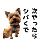 THE DOG（関西弁）（個別スタンプ：29）