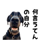 THE DOG（関西弁）（個別スタンプ：30）