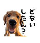 THE DOG（関西弁）（個別スタンプ：31）