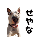 THE DOG（関西弁）（個別スタンプ：32）