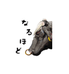 技法の定まらない動物絵スタンプ（個別スタンプ：5）